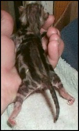 vet_twisted_benga1