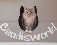Ragdoll Cattery Candisworld